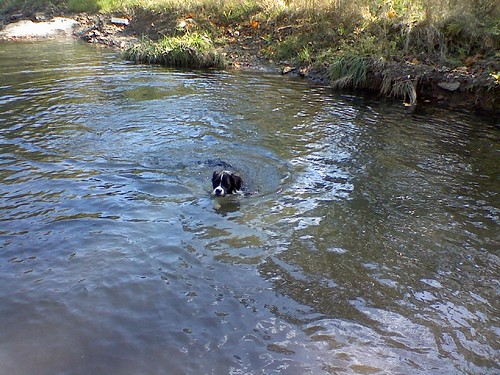 Riley Swims