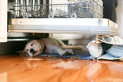 Puppy Nap Sous Dishwasher