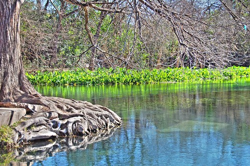 River Tree Roots HDR