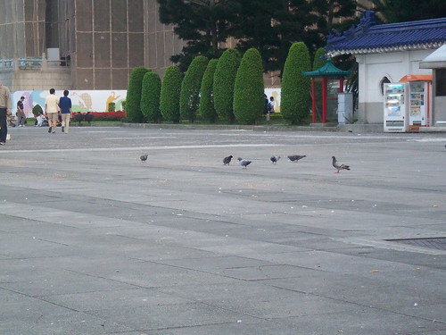 自由廣場-鴿子