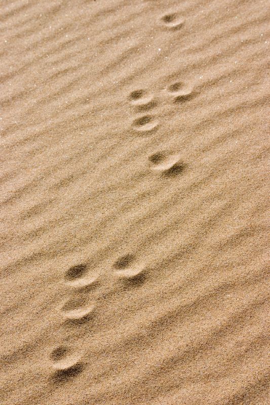 Rabbit footprints