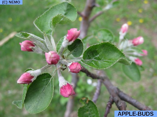 apple-buds