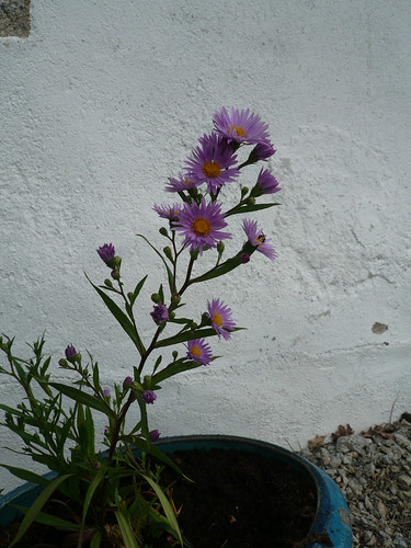 aster in may