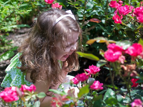 Hiding in the roses