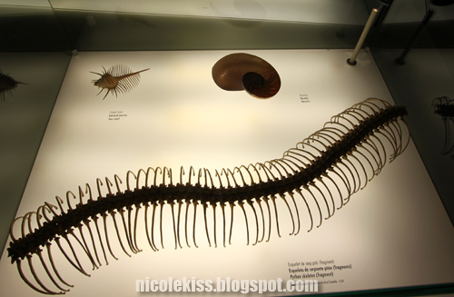 structure of centipede