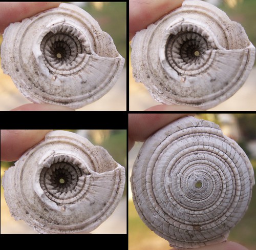 Snail Shell Mosaic