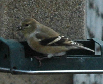 American Goldfinch, Cardulis tristis, in winter plumage