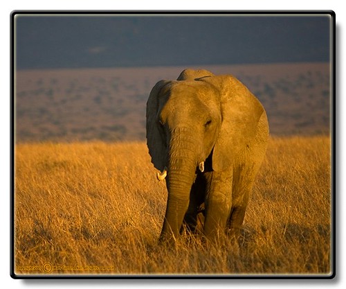 African Elephant - Loxodonta africana - Afrikansk Elefant