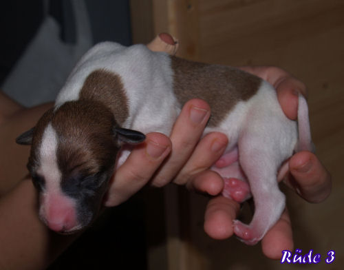 Whippet puppies 3 days old