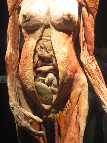  A Fetus in the Womb 