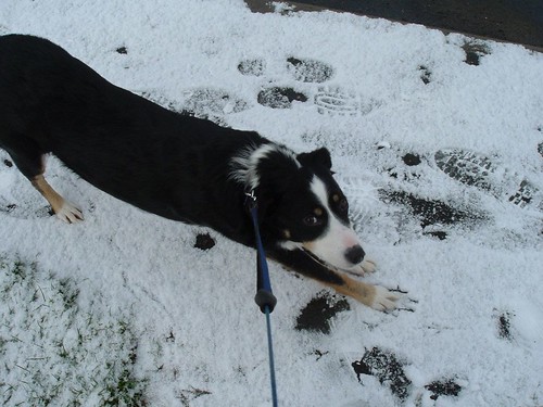 Maya stretching in the snow...