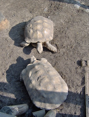 Two African Spurred Tortoises