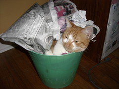Penny in the trash can