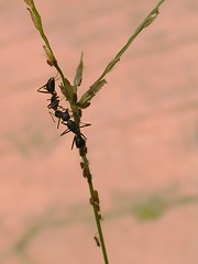 Ants, grass, aphids