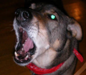 Sid Vicious - Demon Dog from Flickr
