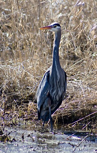 Blue Heron - Ridgefield National Wildlife Refuge