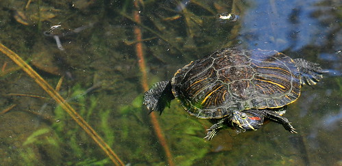 schildkröten - turtle - nikon d90 - DSC_3320