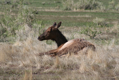Lady elk