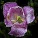 Rain Drops 7 Tulip