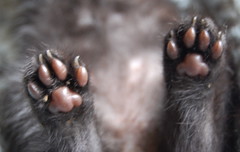 bear claws/kitty paws