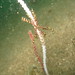 Crinoid on whip coral