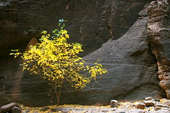 Tree and Rocks, Lower Narrows in Zion's National Park