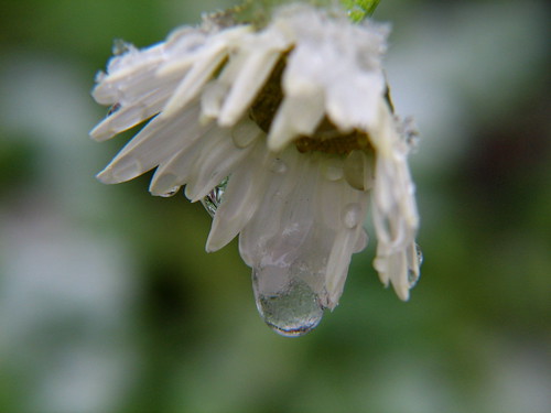 Frozen Drops On A Daisy