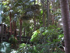 Rainforest at South Bank IMG_9785