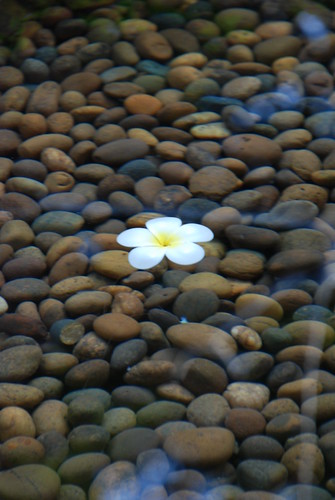 Flower in pond at Anantara