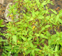 HortPark - Herb and Spice Garden 