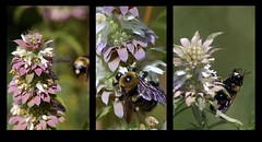 Bee Tryptych