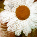 daisy textures 2