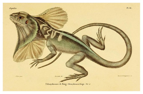 010-Erpétologie générale ou Histoire naturelle complète des reptiles 1834