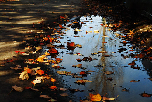 Fall Reflections 4158