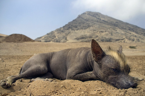Peruvian Hairless Dog Nap par GitanoLatino