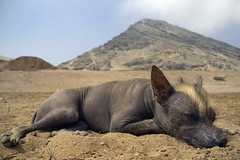 Peruvian Hairless Dog Nap