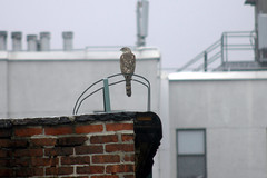 A hawk lives in Brooklyn