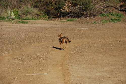 Griffith Park Fox
