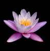 lotus2 | Deaana Cremin Memorial Foundation group @ flickr.com