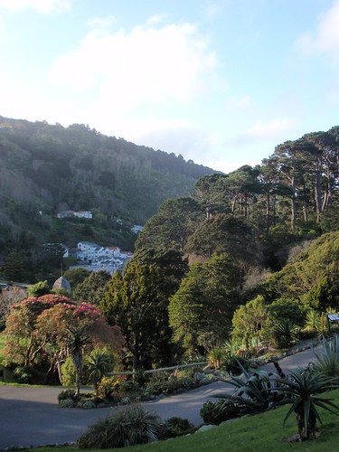 A view as we come done the hill through the Wellington Botanic Gardens