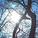 "Sun in Tree" (Vitabergsparken)