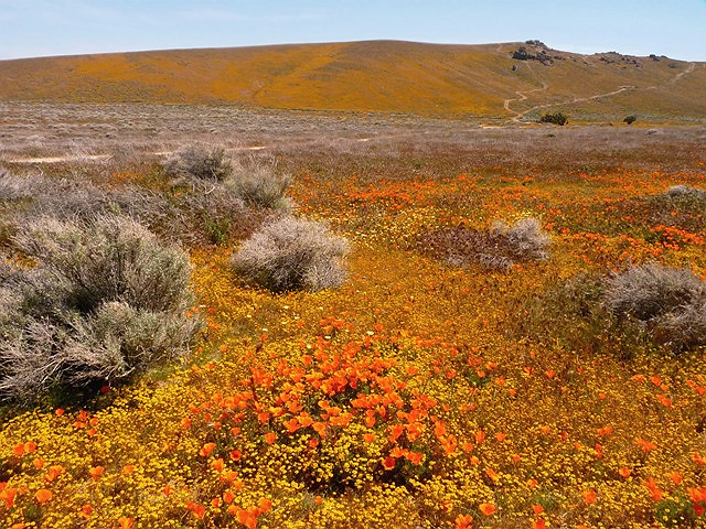 Antelope Valley Spring