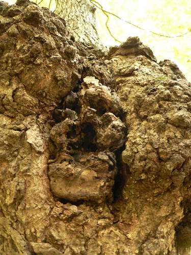 "Face" in Tree