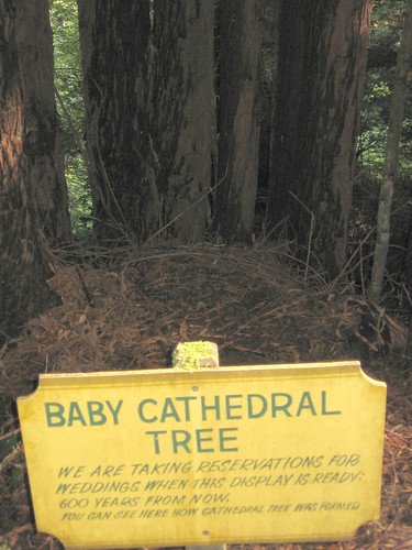 baby cathedral tree