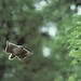 Flying squirrel gliding
