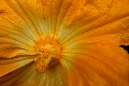 Zucchini Flower