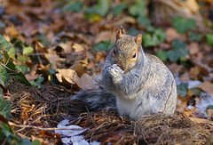 Fat Squirrel! 2