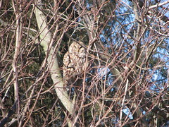 Just waking up barred owl yard 012008