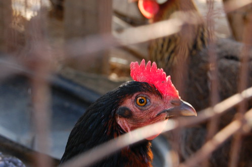 Rhode Island Red Hen. Charlestown