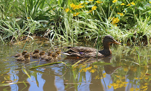Ducklings in our pond 2